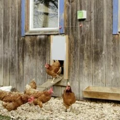 Kerbl Ensemble De Porte Automatique De Poulailler 220x330 Mm 70547 -POULAILLER ET ÉLEVAGE DE LA BASSE-COUR Ventes 12161135 4