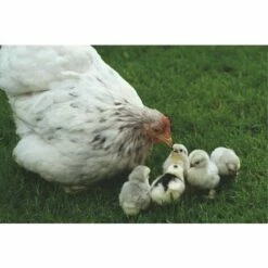 BB-LOISIRAM Poulailler Extension De Haute Qualit -POULAILLER ET ÉLEVAGE DE LA BASSE-COUR Ventes 17269062 5