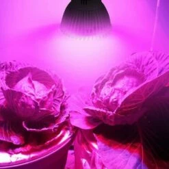 18LEDs Lampe De Plante Intérieur Ampoule De Croissance Pour Végétation Hydroponique Ou En Serre 8W E27 LangRay -POULAILLER ET ÉLEVAGE DE LA BASSE-COUR Ventes 19140229 5