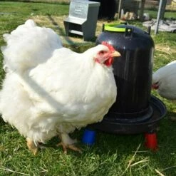 POULAILLER DIRECT Abreuvoir Volailles À Pieds En Plastique Recyclé Eco 10l 8 POULAILLER DIRECT Abreuvoir Volailles À Pieds En Plastique Recyclé Eco 10l -POULAILLER ET ÉLEVAGE DE LA BASSE-COUR Ventes 19267400 4