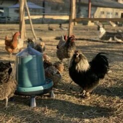 POULAILLER DIRECT Mangeoire Volailles À Pieds En Plastique Recyclé Eco 8kg -POULAILLER ET ÉLEVAGE DE LA BASSE-COUR Ventes 19267402 5