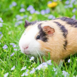 Relaxdays Cage Extérieur Lapin XL, Avec Filet, Enclos Pour Rongeurs, Avec Protection Contre Le Soleil, Ø 145 Cm, Zingué -POULAILLER ET ÉLEVAGE DE LA BASSE-COUR Ventes 20884377 3