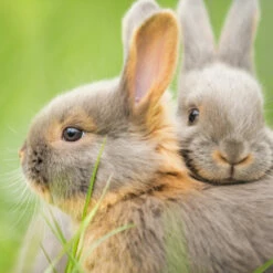 Relaxdays Cage Extérieur Lapin XL, Avec Filet, Enclos Pour Rongeurs, Avec Protection Contre Le Soleil, Ø 145 Cm, Zingué -POULAILLER ET ÉLEVAGE DE LA BASSE-COUR Ventes 20884377 5