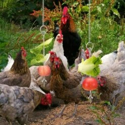 Betterlife Poulet Suspendu Mangeoire Poulet Perroquet Suspendu Mangeoire à Oiseaux En Acier Inoxydable Mangeoire à Poulet Jouet= -POULAILLER ET ÉLEVAGE DE LA BASSE-COUR Ventes 30051690 5