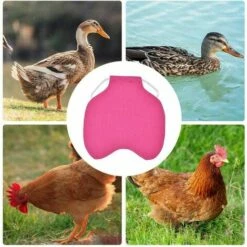 ILOVEMILAN Tablier De Poulet À Sangle Unique/Gilet De Selle Protection De L'aile De Canard De Poule Vestes De Poulet Standard Tabliers De Poule Accessoires De Soins De Volaille 5pcs-Rose Rouge 8 ILOVEMILAN Tablier De Poulet À Sangle Unique/Gilet De Selle Protection De L'aile De Canard De Poule Vestes De Poulet Standard Tabliers De Poule Accessoires De Soins De Volaille 5pcs-Rose Rouge -POULAILLER ET ÉLEVAGE DE LA BASSE-COUR Ventes 30673276 4