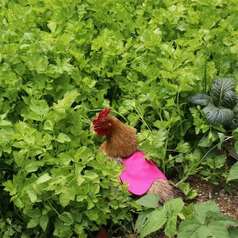 ILOVEMILAN Tablier De Poulet À Sangle Unique/Gilet De Selle Protection De L'aile De Canard De Poule Vestes De Poulet Standard Tabliers De Poule Accessoires De Soins De Volaille 5pcs-Rose Rouge 5 ILOVEMILAN Tablier De Poulet À Sangle Unique/Gilet De Selle Protection De L'aile De Canard De Poule Vestes De Poulet Standard Tabliers De Poule Accessoires De Soins De Volaille 5pcs-Rose Rouge – Image 5