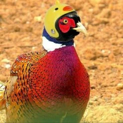 Triomphe Casque Pour Animaux De Compagnie Casque De Poulet Chapeau Pour Animaux De Compagnie Jouet Casque Casque De Poule De Poule Costumes Accessoires Pour Poulet 8 Pièces 9 Triomphe Casque Pour Animaux De Compagnie Casque De Poulet Chapeau Pour Animaux De Compagnie Jouet Casque Casque De Poule De Poule Costumes Accessoires Pour Poulet 8 Pièces -POULAILLER ET ÉLEVAGE DE LA BASSE-COUR Ventes 31775288 5