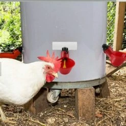 ECHOO 5 Pcs Automatique En Plastique Abreuvoir De Poulet Tasses Abreuvoir De Volaille Distributeur D'eau Potable Tasses Bols Abreuvoir Outil Pour Oiseau Caille Pigeon Poulet Poule (Tube 20mm) -POULAILLER ET ÉLEVAGE DE LA BASSE-COUR Ventes 39606227 5