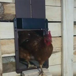 ASUPERMALL Ouvre-Porte Automatique De Poulailler à Perception Lumineuse, Ip44 étanche, Household -POULAILLER ET ÉLEVAGE DE LA BASSE-COUR Ventes 43713037 4