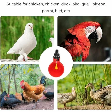 REGALOS 10 Coupes Automatiques Dabreuvoir De Poulet,mangeoire Dabreuvoir Automatique Doiseau De Poule De Poulet-équipement Dalimentation Dabreuvoir De Volaille Pour La Poule De Poulet Doiseau 5 REGALOS 10 Coupes Automatiques Dabreuvoir De Poulet,mangeoire Dabreuvoir Automatique Doiseau De Poule De Poulet-équipement Dalimentation Dabreuvoir De Volaille Pour La Poule De Poulet Doiseau – Image 5