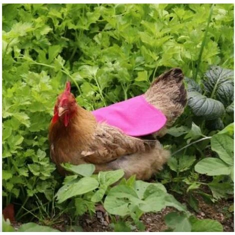 DECKON Tablier Poulailler Ceinture Simple Accessoires Coop 1 Pièce (Rouge) 2 DECKON Tablier Poulailler Ceinture Simple Accessoires Coop 1 Pièce (Rouge) – Image 2