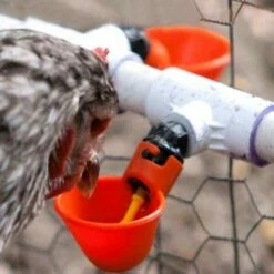 ILOVEMILAN Volaille Automatique Abreuvoir,6 PCS Buveur De Volaille,Poulet Abreuvoir D'eau,Buveurs Automatiques Abreuvoirs En Plastique Rouge Backyards Canard Oiseau Caille Pigeon Poule Alimentation D'eau Bol -POULAILLER ET ÉLEVAGE DE LA BASSE-COUR Ventes 54413604 5