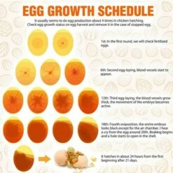 BENOBBY KIDS Mire Oeuf Testeur D'oeufs ,Testeur Pour Le Test Des œufs, Test De Fécondité Des œufs,testeur Des Oeufs De La Fertilité Mire Oeuf LED Pour Incubateur Test De Fertilité,Lumière LED Pour Vérifier L’Incubation D’Oeuf Portable Incubateur D'oeufs -POULAILLER ET ÉLEVAGE DE LA BASSE-COUR Ventes 54861987 3