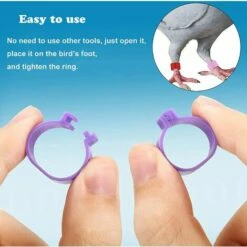 100 Pcs Bague Pour Pied D’Oiseaux Anneaux Pour Pied D'oiseau Jambe D'Anneau D'oiseau Anneaux De Pied Pour Perroquet, Pour Identification Oiseaux Pigeon Poulet Canard Volaille(Multicolor)，Starlight -POULAILLER ET ÉLEVAGE DE LA BASSE-COUR Ventes 55414934 4
