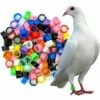 MACARON Couleurs Mélangées Bague Pour Pied D’oiseaux Bague Plastique Pour Pigeon Poussin Bantam Petit Volaille 100 Pcs LO-Ron