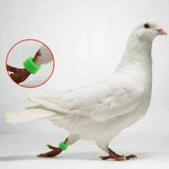 MACARON Couleurs Mélangées Bague Pour Pied D’oiseaux Bague Plastique Pour Pigeon Poussin Bantam Petit Volaille 100 Pcs LO-Ron -POULAILLER ET ÉLEVAGE DE LA BASSE-COUR Ventes 57779706 5