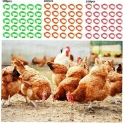 MACARON Poulet Taille De L'anneau Réglable Volaille Jambe Étiquette Numérique Boucle Bague Pour Canard Volaille Poulet Fournitures Agricoles 100 Pièces LO-Ron -POULAILLER ET ÉLEVAGE DE LA BASSE-COUR Ventes 57779731 5