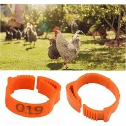 ROSIER 100 Pièces De Poulet Taille De L'anneau Réglable Volaille Jambe Numérique Étiquette Boucle Bague Pour Poulet Canard Volaille Fournitures Ferme (rouge, Lettrage)——VEBTles -POULAILLER ET ÉLEVAGE DE LA BASSE-COUR Ventes 60186305 3