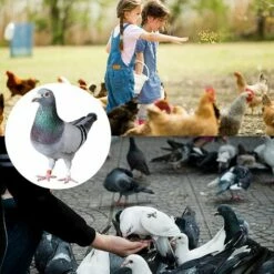 FR-LIFE BR-Vie Bague Pour Pied D’Oiseaux Anneau D'Identification En Plastique Pigeon Bague 8mm Anneaux De Pied Pour Oiseaux Pour Marquage Fermes Élevage Depoussins De Caille De Perroquet Oiseaux Volailles, 100 Pièces -POULAILLER ET ÉLEVAGE DE LA BASSE-COUR Ventes 61306506 4