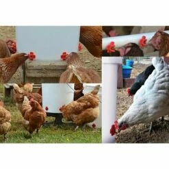 SLI-RES Buveurs D'Eau De Poulet En Plastique Et Acier Inoxydable 304 Abreuvoir Automatique Pour Tétine De Poulet En Rouge Distributeur Abreuvoir Équipement Pour Poulet Oie Oiseau 3.2*3.2cm (Rouge) 6 Pièces，Lilaris -POULAILLER ET ÉLEVAGE DE LA BASSE-COUR Ventes 61346388 3