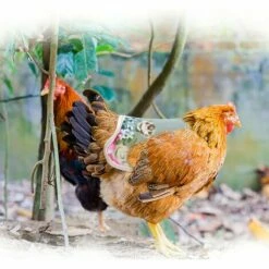 SLI-RES Tablier Poulet Selle Volaille, Selle De Poulet Poule Tablier De Poulet Pour Poule De Volaille Protecteur Dorsal D'Aile Pour Volaille Gilets De SéCurité Pour Poulet Pour Petits Animaux Volaille 21*18*0.3cm (Mélanger) 2 Pcs，Lilaris -POULAILLER ET ÉLEVAGE DE LA BASSE-COUR Ventes 61346394 5