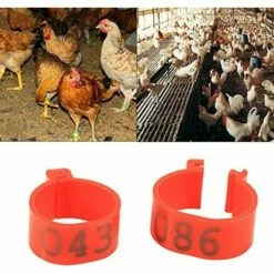 REGALOS 100 Pièces Poulet Anneau Taille Réglable Volaille Jambes Numéro étiquette Boucle Boucle Canard Volaille Poulet Fournitures(rouge)