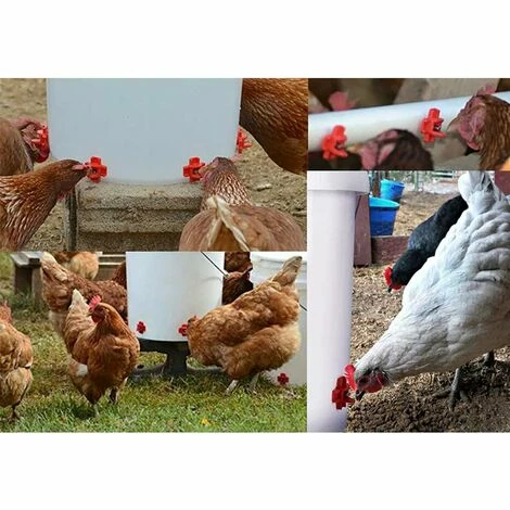 REGALOS 10 Pièces Abreuvoir De Poulet En Plastique Et En Acier Inoxydable 304 Abreuvoir Automatique De Mamelon De Poulet 32.5x34mm Abreuvoir D'oie De Poulet 3 REGALOS 10 Pièces Abreuvoir De Poulet En Plastique Et En Acier Inoxydable 304 Abreuvoir Automatique De Mamelon De Poulet 32.5x34mm Abreuvoir D'oie De Poulet – Image 3