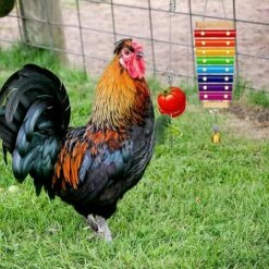 BAICCCF Accessoire Poulailler Lot De 4 Jouets De Poulet Xylophone Pour Poulailler, Brochettes De Légumes, Porte-fruits, Mangeoire Suspendue Pour Légumes Pour Accessoires De Poulailler, Jouets De Cloches De Poulet Pour Poules -POULAILLER ET ÉLEVAGE DE LA BASSE-COUR Ventes 64107278 5