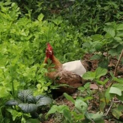 CARILLONSàVENT Tablier De Poulet À Sangle Unique/Gilet De Selle Protection De L'aile De Canard De Poule Vestes De Poulet Standard Tabliers De Poule Accessoires De Soins De Volaille 5pcs-Kaki Carivent -POULAILLER ET ÉLEVAGE DE LA BASSE-COUR Ventes 64140614 4