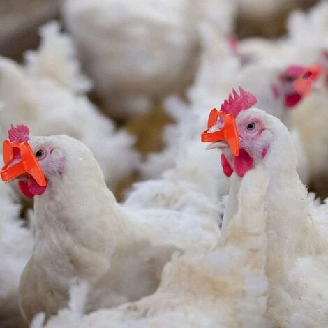 SLBRILLèRE Lunettes D'oeil Poulet Anti-pecking Poulets Goggles Équipement Agricole Pour Poulets 100pcs Rouge Pour Usage De Compagnie 2 SLBRILLèRE Lunettes D'oeil Poulet Anti-pecking Poulets Goggles Équipement Agricole Pour Poulets 100pcs Rouge Pour Usage De Compagnie – Image 2