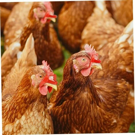 SLBRILLèRE Lunettes D'oeil Poulet Anti-pecking Poulets Goggles Équipement Agricole Pour Poulets 100pcs Rouge Pour Usage De Compagnie 3 SLBRILLèRE Lunettes D'oeil Poulet Anti-pecking Poulets Goggles Équipement Agricole Pour Poulets 100pcs Rouge Pour Usage De Compagnie – Image 3