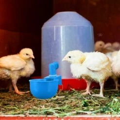 REGALOS Tasses à Eau Pour Poulet, Arrosoir Pour Poulet, Abreuvoir Pour Poulet, Abreuvoir à Remplissage Automatique Pour Volaille, Bol à Boire Pour Volaille, Tasse Pour Poulet, Canard, Dinde, Lapin (bleu, 6 Pièces) -POULAILLER ET ÉLEVAGE DE LA BASSE-COUR Ventes 64546398 3