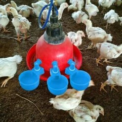 REGALOS Tasses à Eau Pour Poulet, Arrosoir Pour Poulet, Abreuvoir Pour Poulet, Abreuvoir à Remplissage Automatique Pour Volaille, Bol à Boire Pour Volaille, Tasse Pour Poulet, Canard, Dinde, Lapin (bleu, 6 Pièces) -POULAILLER ET ÉLEVAGE DE LA BASSE-COUR Ventes 64546398 5