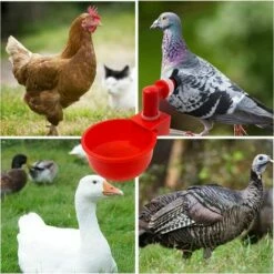 QERSTA 6pcs Automatiques Supplies Abreuvoir Poules Tasses à Bol Bol En Plastique, Volailles Distributeurs D'eau Automatique De L'eau Potable Tasses Pour Poussins Cailles Canards Bird -POULAILLER ET ÉLEVAGE DE LA BASSE-COUR Ventes 67646874 5