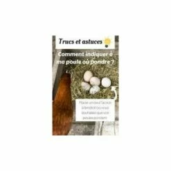 ZOLUX Oeuf Poule Factice A L Unite -POULAILLER ET ÉLEVAGE DE LA BASSE-COUR Ventes 7001280 3