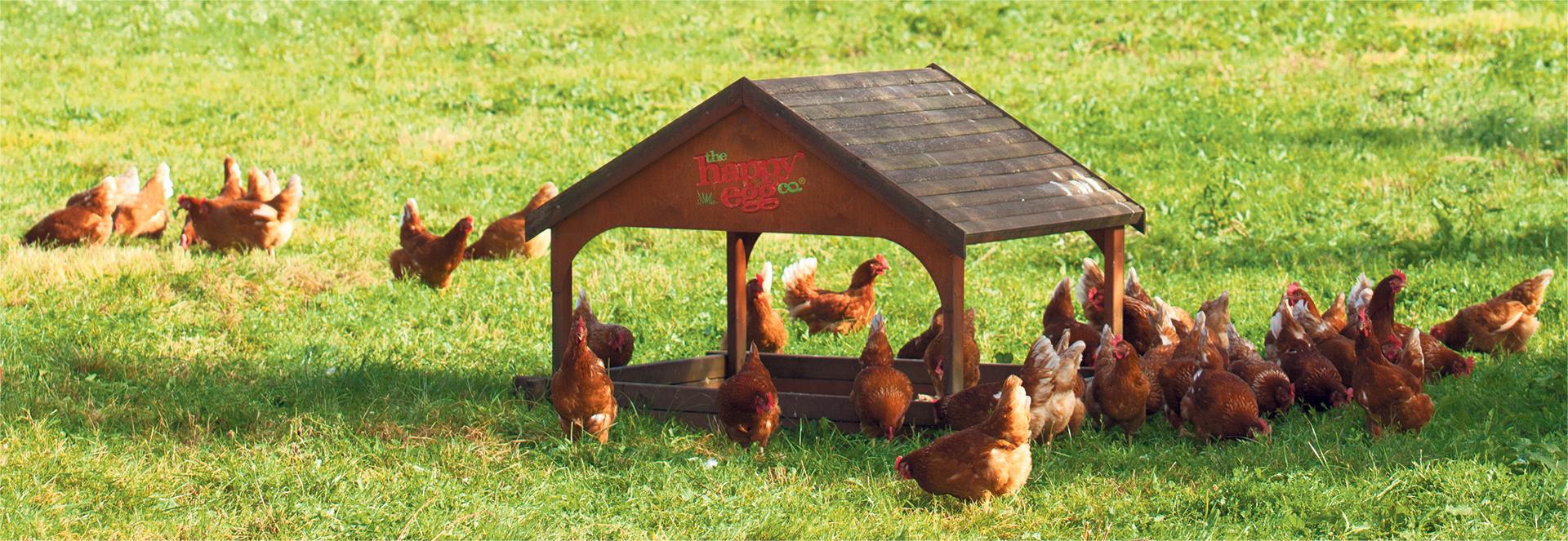 Poulailler et élevage de la basse-cour Soldes 2022 -POULAILLER ET ÉLEVAGE DE LA BASSE-COUR Ventes 5643